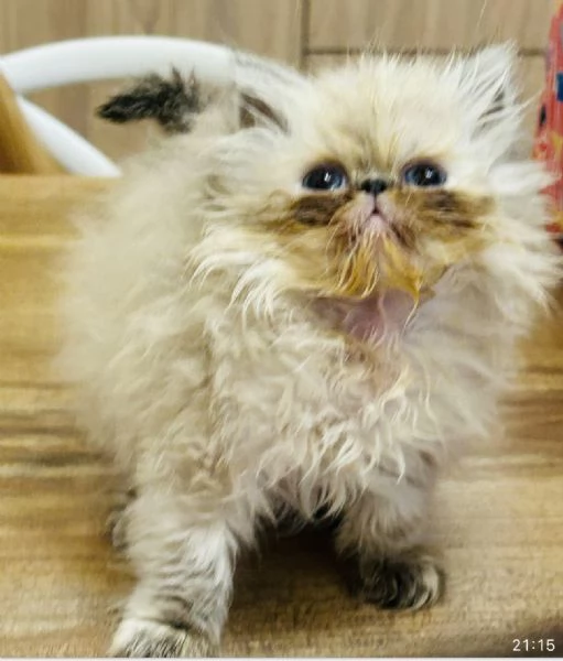 Cuccioli di gatto Persiano disponibili a breve | Foto 0