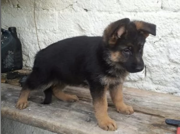  REGALO PASTOR TEDESCO