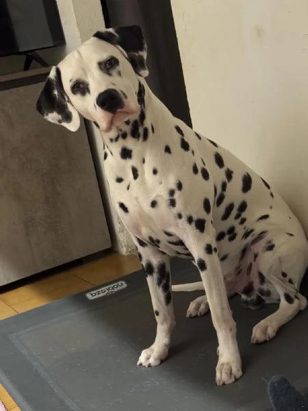  Regalo cucciolo di Dalmata