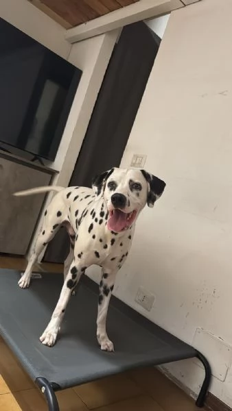  Regalo cucciolo di Dalmata | Foto 3