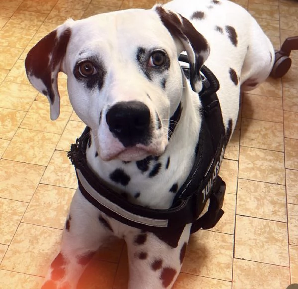  Regalo cucciolo di Dalmata | Foto 2