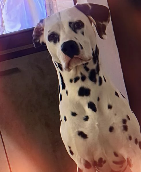  Regalo cucciolo di Dalmata | Foto 1