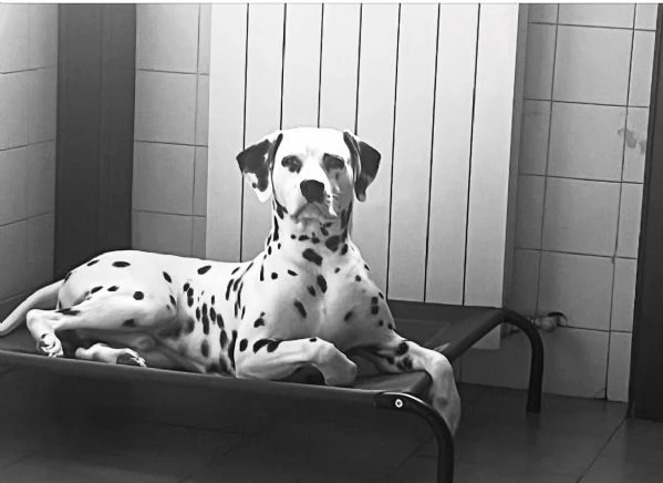 Regalo cucciolo di Dalmata | Foto 0