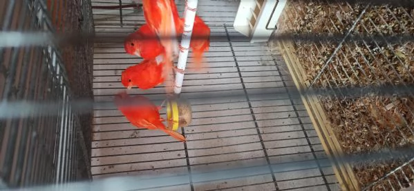 Canarini Novelli | Foto 6