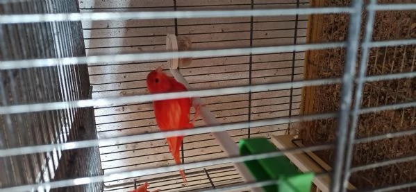 Canarini Novelli | Foto 5