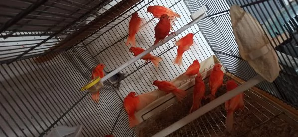 Canarini Novelli | Foto 4