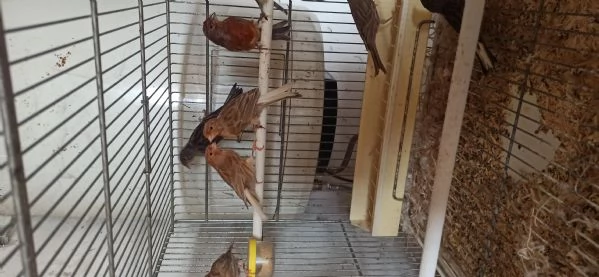 Canarini Novelli | Foto 3