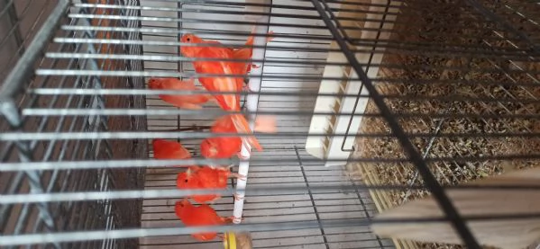 Canarini Novelli | Foto 2