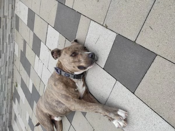 Regalo Amstaff di 3 anni 