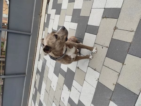 Regalo Amstaff di 3 anni  | Foto 0