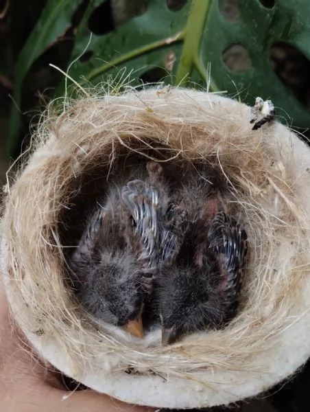 Ciuffolotti messicani