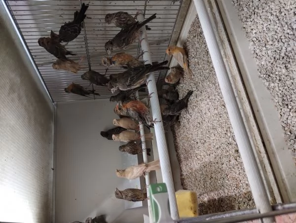 Ciuffolotti messicani | Foto 0