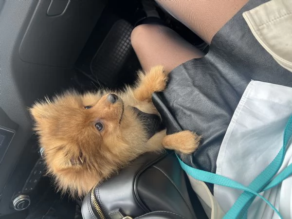 Offro un regalo splitz tedesco