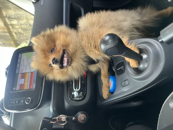 Offro un regalo splitz tedesco | Foto 5