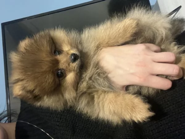 Offro un regalo splitz tedesco | Foto 4