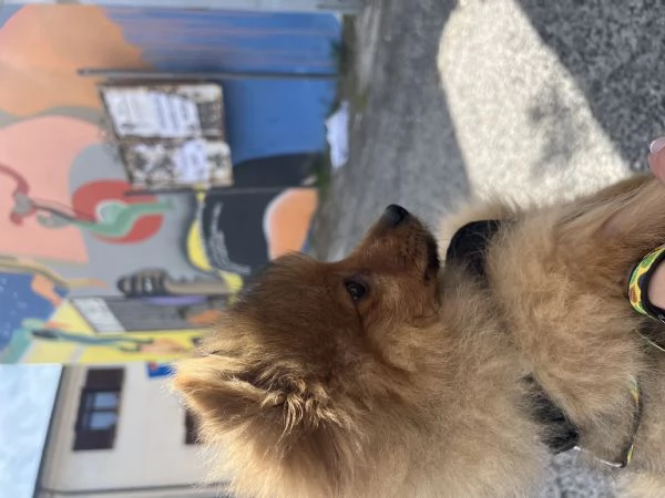 Offro un regalo splitz tedesco | Foto 3