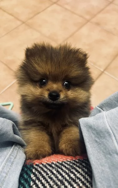 Offro un regalo splitz tedesco | Foto 2