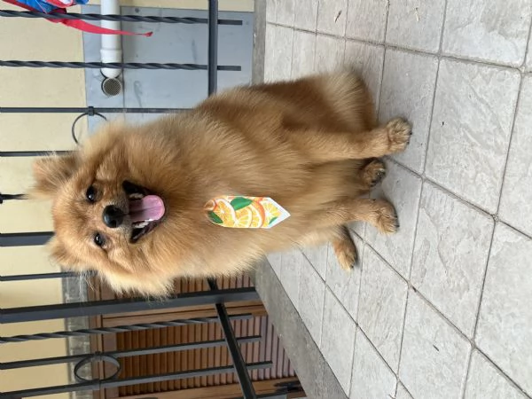 Offro un regalo splitz tedesco | Foto 1