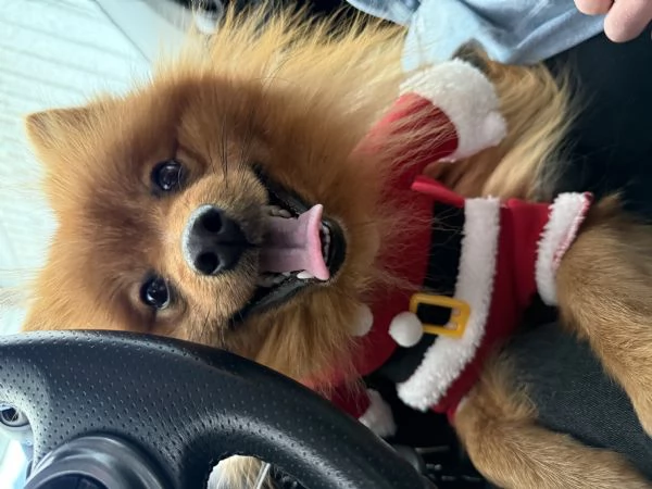 Offro un regalo splitz tedesco | Foto 0