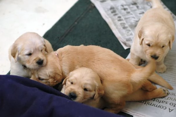 Eccellenti cuccioli di Golden Retriever.