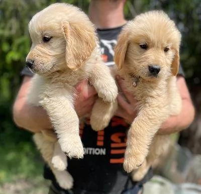 Cuccioli di Golden Retriever con pedigree ENCI.
