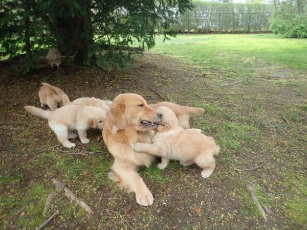 Adorabili e straordinari cuccioli di Golden Retriever. | Foto 0