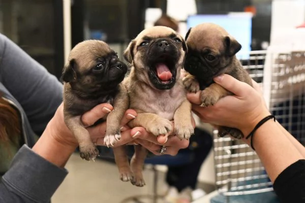 Fantastici cuccioli di carlino disponibili.