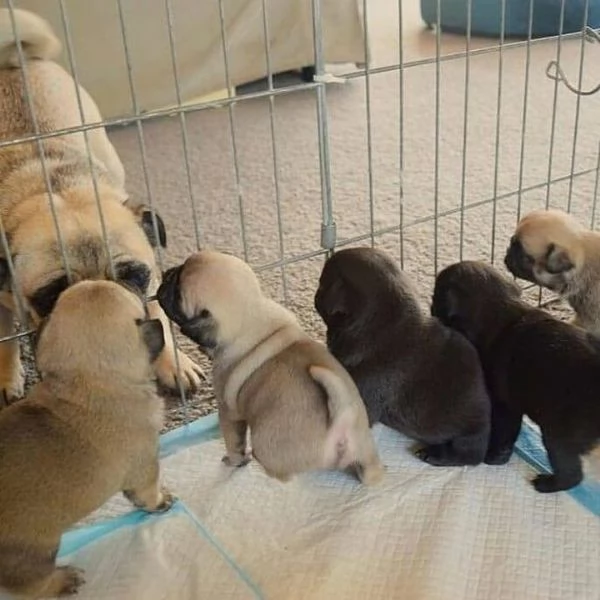 Cuccioli di Carlino Affettuosi. | Foto 0