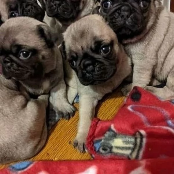 Cuccioli di Carlino Affettuosi.