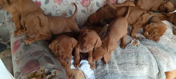 Cuccioli Vizla bracco ungherese | Foto 1