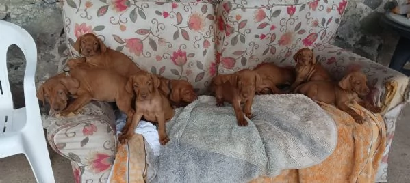 Cuccioli Vizla bracco ungherese | Foto 0