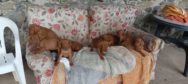 Cuccioli Vizla bracco ungherese