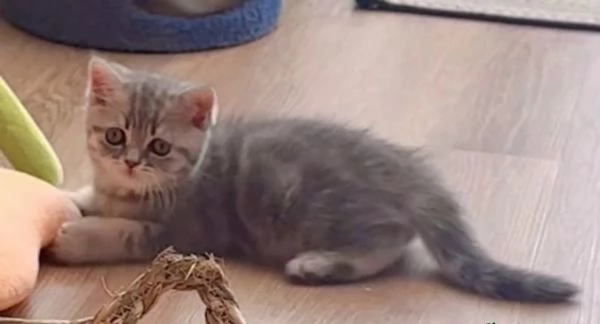 Cerco una nuova casa per il mio British Shorthair