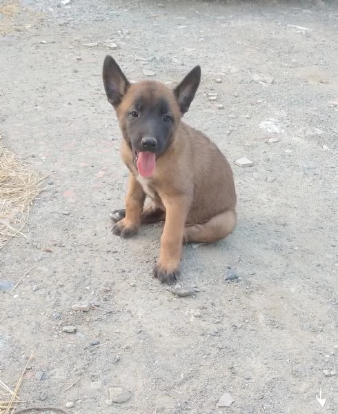 Pastore Belga Malinois  | Foto 5