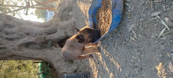 Pastore Belga Malinois  | Foto 4