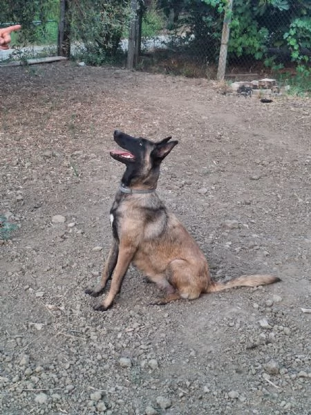 Pastore Belga Malinois  | Foto 2