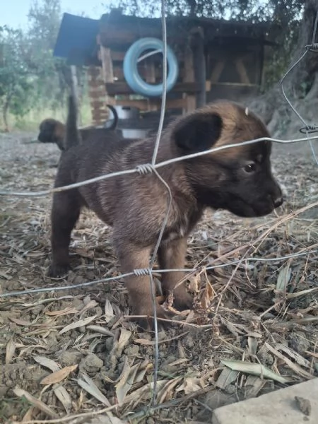 Pastore Belga Malinois  | Foto 0