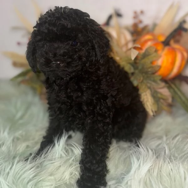 Barboncino Toy (cuccioli maschio e femmina)