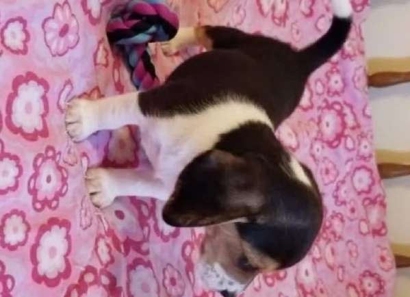 Beagle (cuccioli maschio e femmina) | Foto 0
