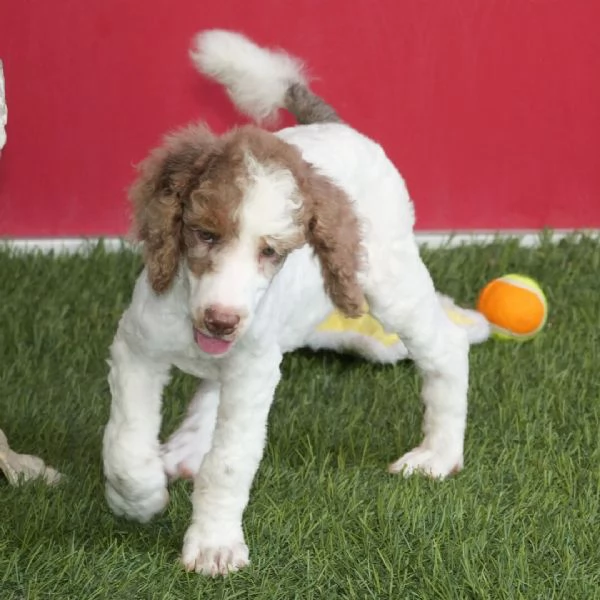 Barboncino Toy (cuccioli maschio e femmina) | Foto 0