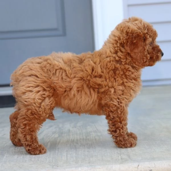 Barboncino Toy (cuccioli maschio e femmina)
