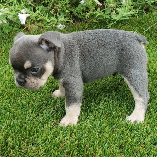 . Bulldog Francese (cuccioli maschio e femmina)