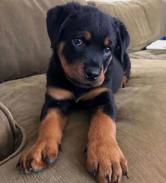 Rottweiler (cuccioli maschio e femmina) | Foto 0