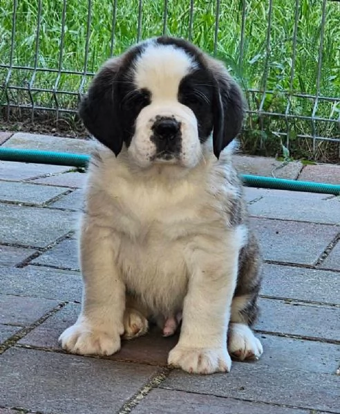 San Bernardo (cuccioli maschio e femmina) | Foto 1