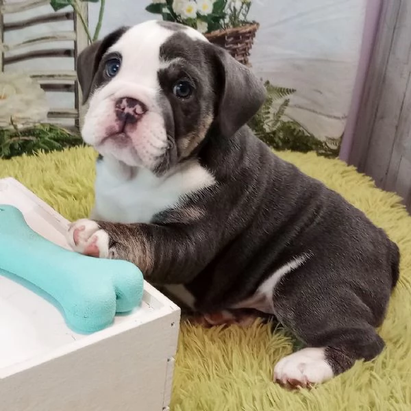 Bulldog Inglese (cuccioli maschio e femmina) | Foto 0