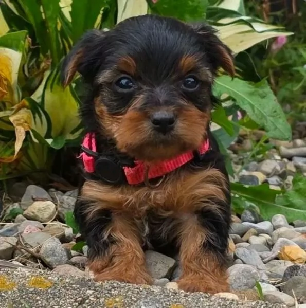 adorabili cuccioli di Yorkie maschile e femminile  | Foto 2