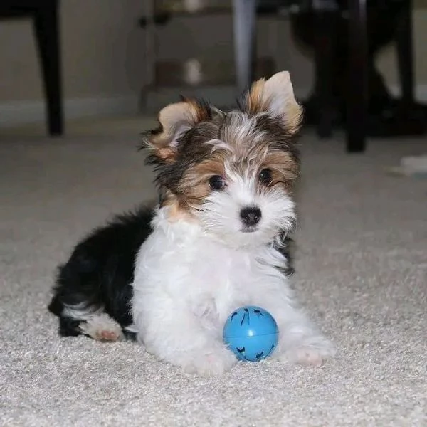 adorabili cuccioli di Yorkie maschile e femminile  | Foto 1
