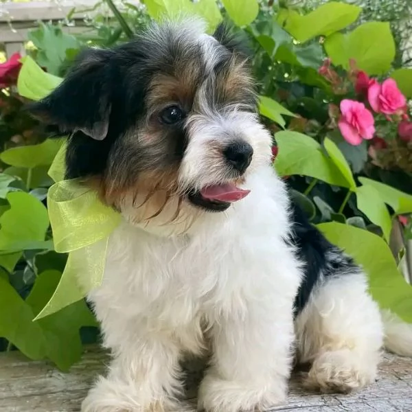 adorabili cuccioli di Yorkie maschile e femminile  | Foto 0