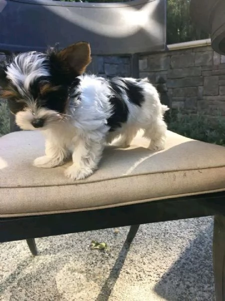 adorabili cuccioli di Yorkie maschile e femminile 