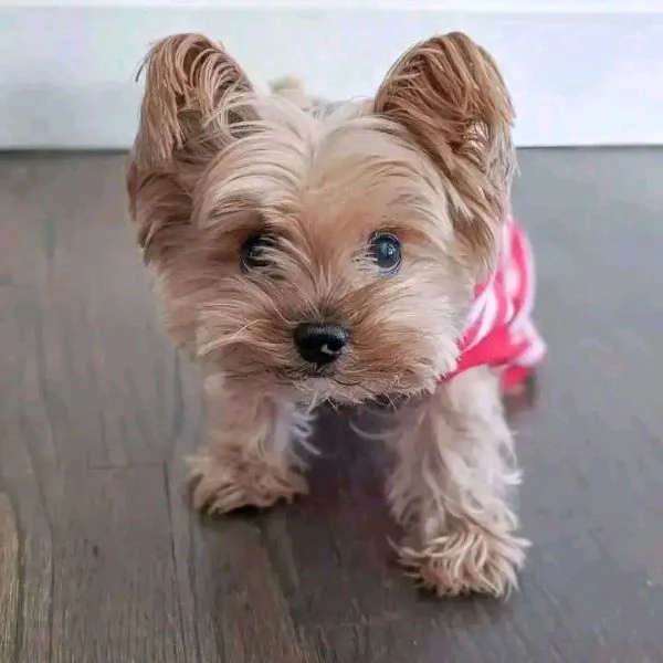 cuccioli di Yorkie maschile e femminile  | Foto 2